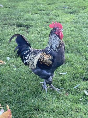 Image 1 of Beautiful cream and black coloured hybrid cockeral