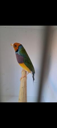 Image 2 of Gouldian and Bengali finches