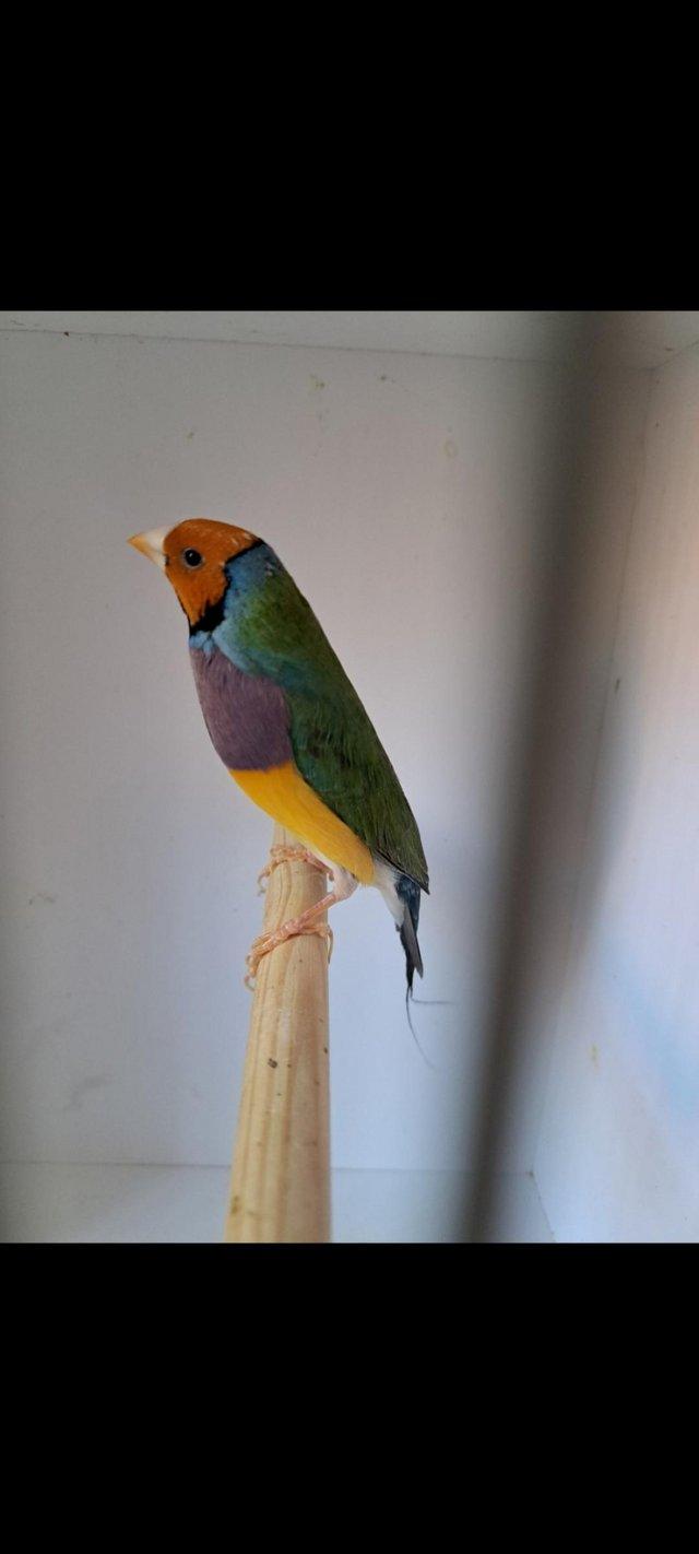 Preview of the first image of Gouldian and Bengali finches.
