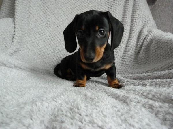 Image 7 of Ready Now KC Registered Miniature Dachshund Puppies