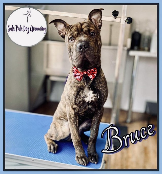 Preview of the first image of Best bud wanted for bruce.