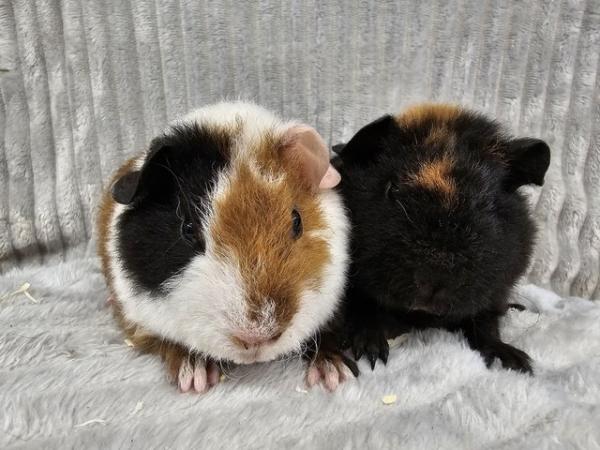 Image 2 of Sow Teddy guinea pigs ready to go
