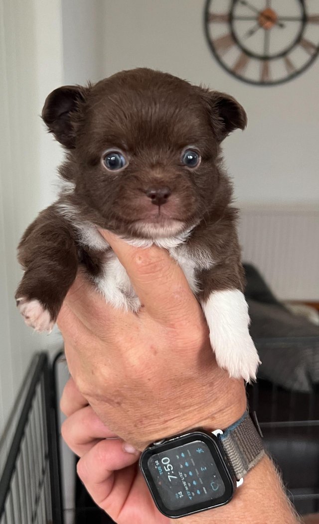 Preview of the first image of Chihuahua puppies for sale.