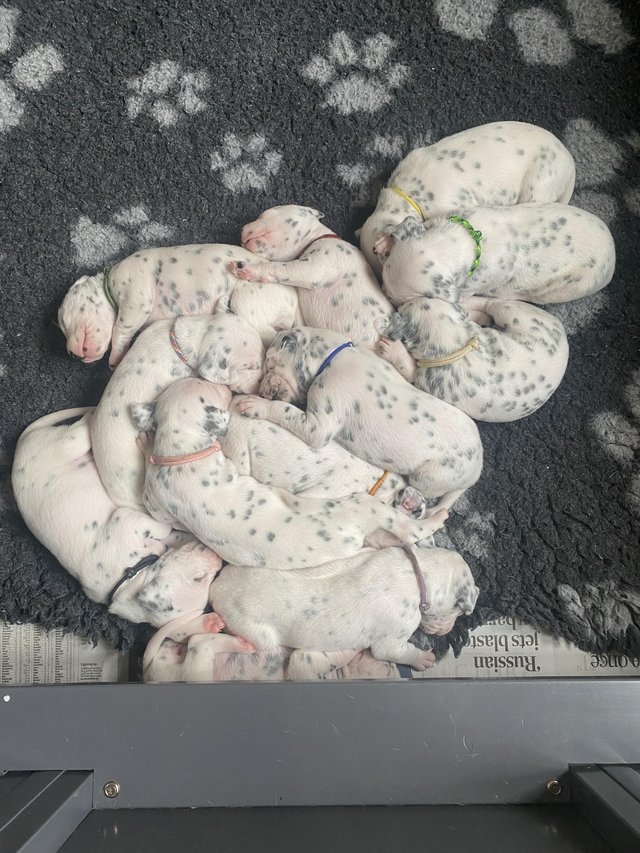 Preview of the first image of Possible LUA Dalmatian puppies.