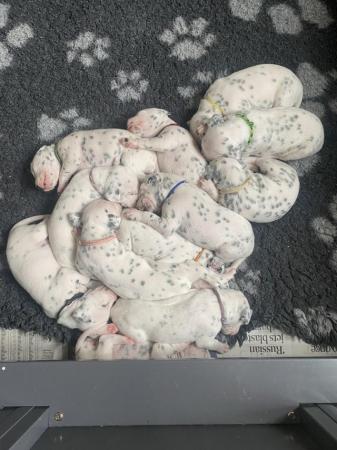 Image 1 of Possible LUA Dalmatian puppies
