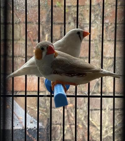 Image 5 of Two Zebra finches young pair with cage