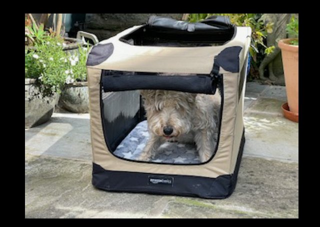 Preview of the first image of Amazon Basics Collapsable Dog Crate.