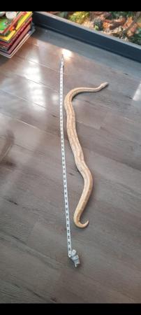 Image 3 of Butterball python snake for sale