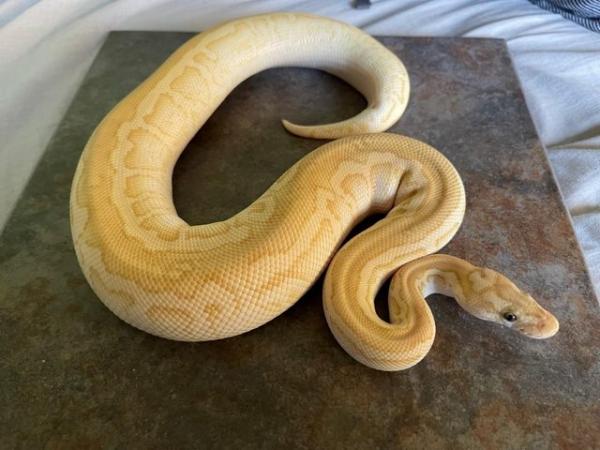 Image 4 of banana lesser spotnose clown male royal python