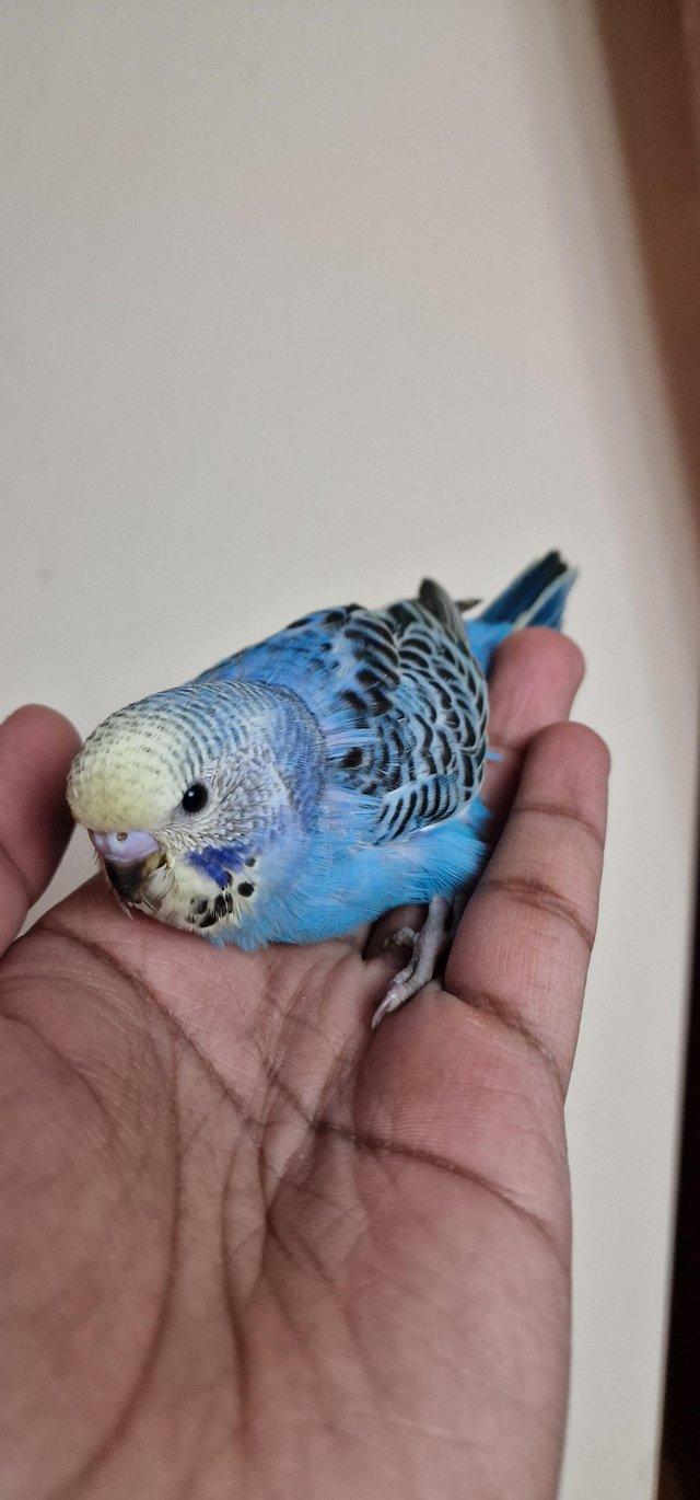 Preview of the first image of Handeared and tame Budgie babies for sale.
