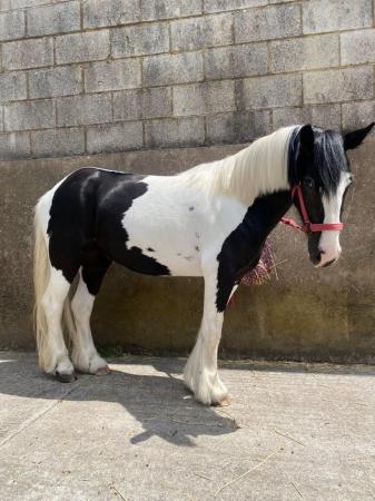 Image 15 of 13hh LightlyBacked Cob Mare Riding Pony/Ride & Drive Project
