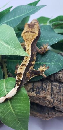 Image 2 of 3 Crested Gecko Group Sale