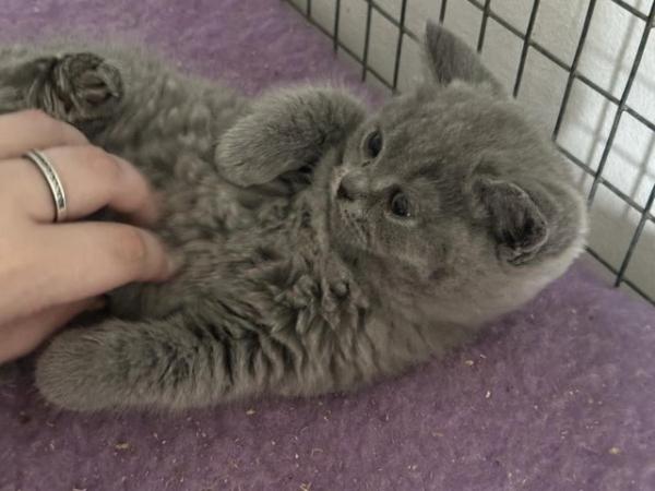 Image 5 of Pure British shorthair blue kittens , ready now