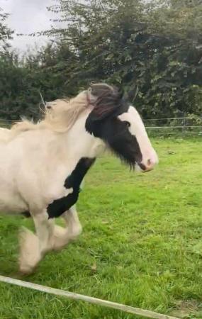 Image 2 of Cob 4 years old good pony full of love