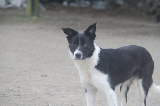 Image 5 of 11 months old border collie bitch looking for a sweet family