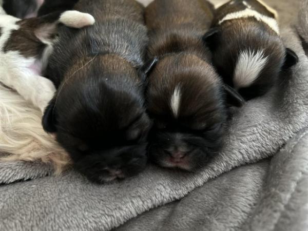 Image 6 of ALL PUPPIES NOW GOT FOREVER HOMES