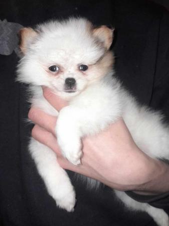 Image 3 of Ready to leave 8th June Last Female  KC Pomeranian puppies