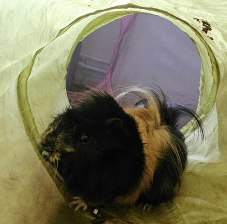 Image 5 of 5 month old boy guinea pig