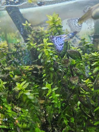 Image 4 of Various colour fantail guppies £2 each