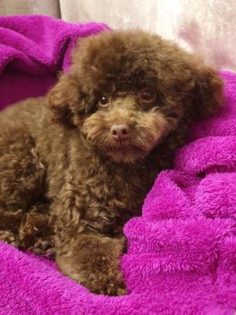 Image 4 of kc reg tiny chocolate toy poodle for stud only