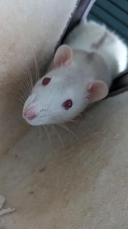 Image 5 of 2 male rats around 6 months