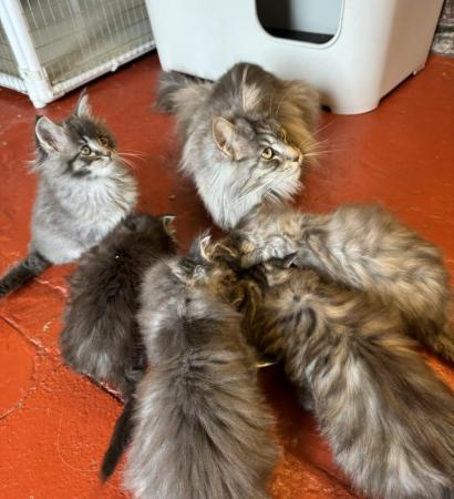 Image 9 of Tica Registered stunning kittens