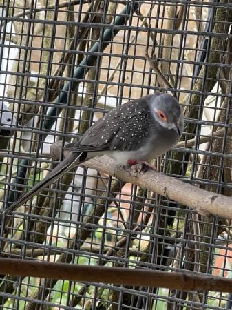 Image 4 of Diamond Doves For Sale aviary Bred To Good Homes