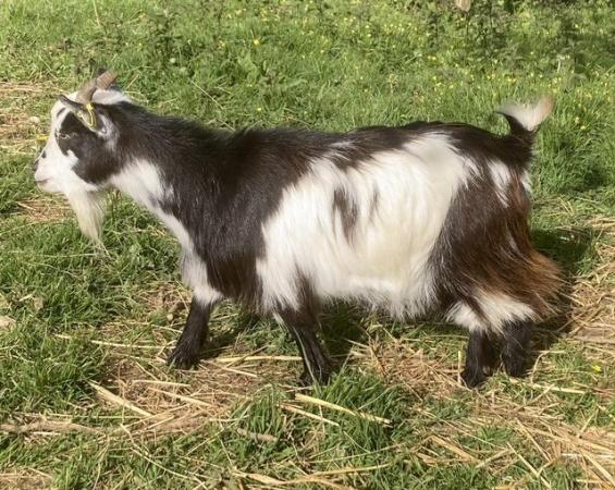 Image 3 of Attractive black and white young Pygmy nanny goat