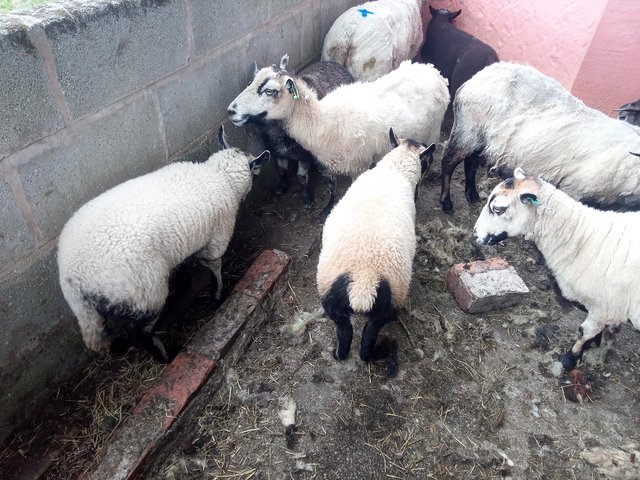 Preview of the first image of 6 badger face ewe and lambs.