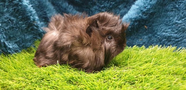 Image 4 of lovely Female (Sows) Guinea Pigs for Sale