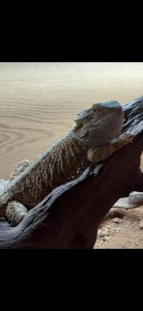 Image 3 of Bearded dragon male 4½ yrs Footless Freddie