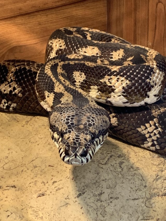 Preview of the first image of Carpet python + full setup.