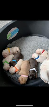 Image 2 of French bulldog puppies for sale
