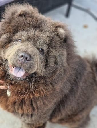 Image 5 of Chow Chow Female Available