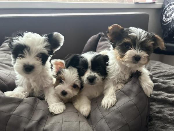 Image 21 of Very meautiful mini Biewer puppies for sale