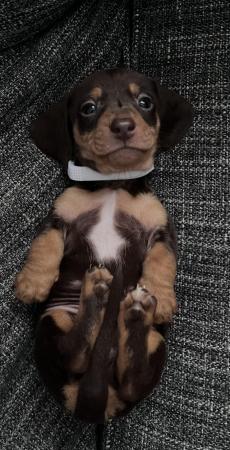 Image 1 of Stunning mini dachshunds