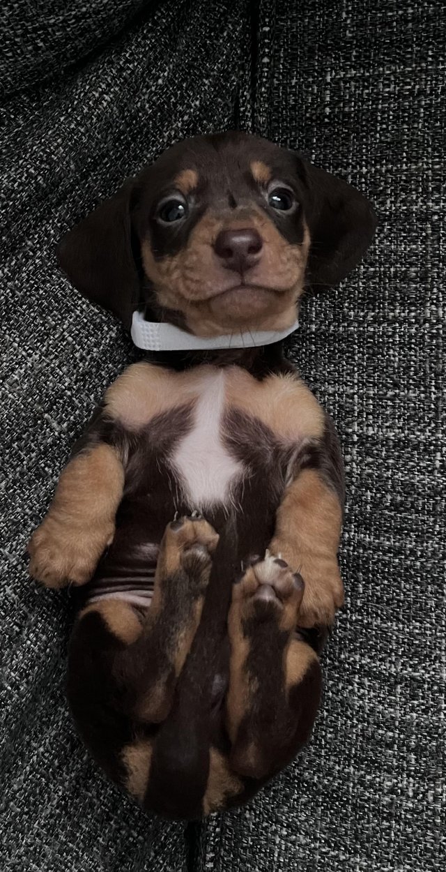Preview of the first image of Stunning mini dachshunds.