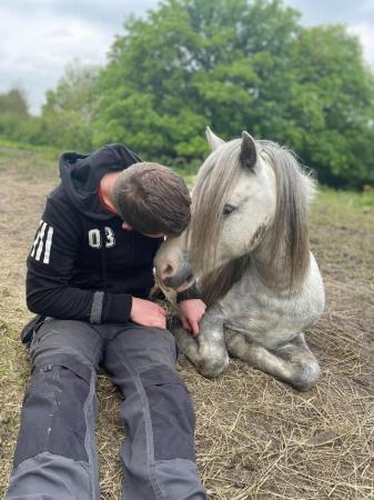 Image 29 of 5*Home Found Other Rescue Ponies Available 4 Full Re-Homing.