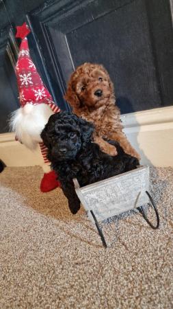 Image 4 of Super Tiny Pedigree Toy Poodles Puppies