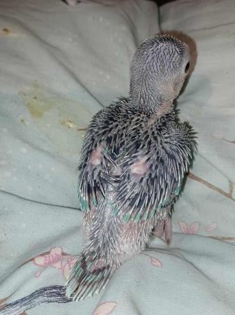 Image 7 of Lutino Ringneck Parakeet Handreared from 7 Days old.