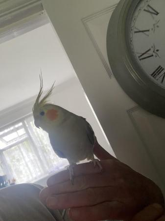 Image 5 of A pair of 2 year old cockatiels with cage + carrier