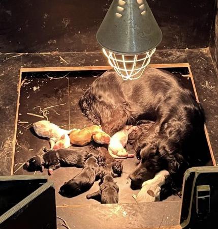 Image 2 of Working Cocker Spaniel Puppies