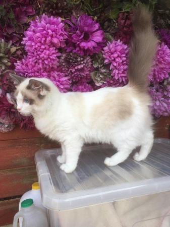 Image 8 of Regis insured fully vaccinated pure Ragdoll kittens £550