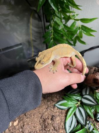 Image 2 of 10 month old female crested gecko