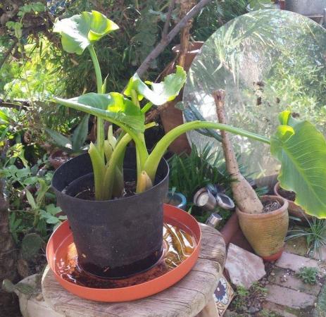 Image 2 of Arum or Lily of the Nile Plants