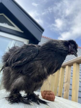 Image 3 of Lovely Silkie male looking for loving home