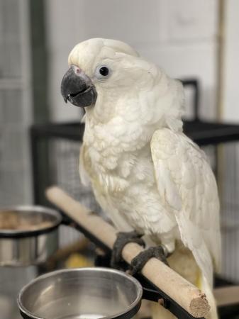Image 2 of Sillytame baby hand reared Umbrella Cockatoo