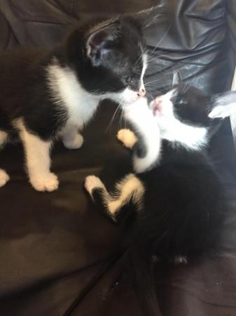 Image 1 of 5 beautiful kittens ready in 3 weeks