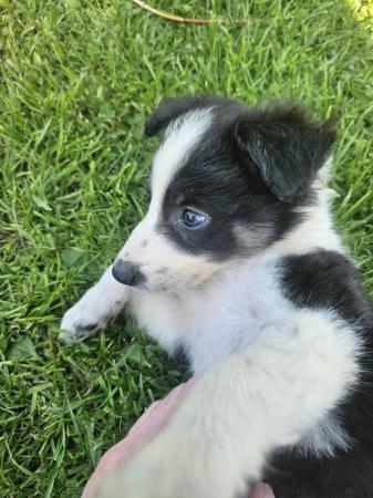 Image 3 of Collie puppies ready to go one the 24th May