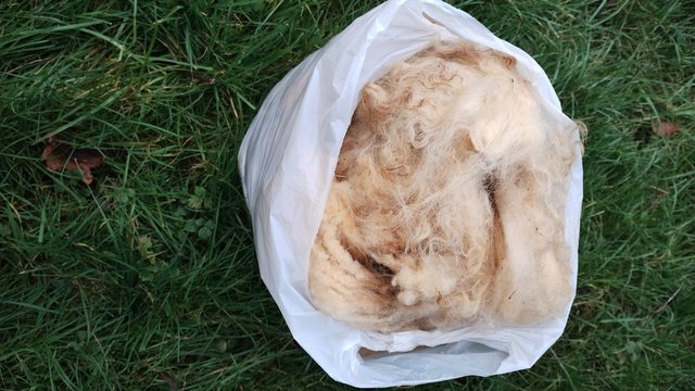 Preview of the first image of Raw Unwashed Sheeps Wool in a bag.